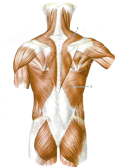 Поверхностный мышцы спины, первый (поверхностный) слой