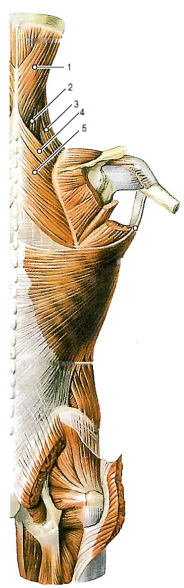 Поверхностный мышцы спины, средний слой