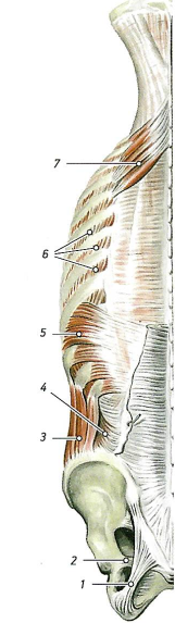 Поверхностный мышцы спины, глубокий слой
