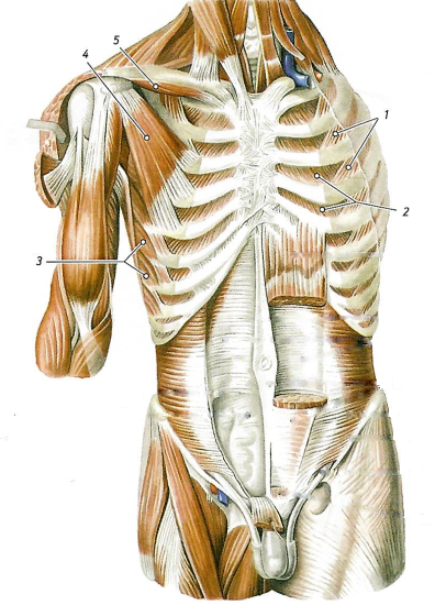 Глубокие мышцы спины