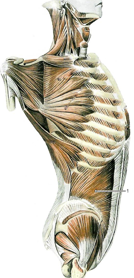 Мышцы живота