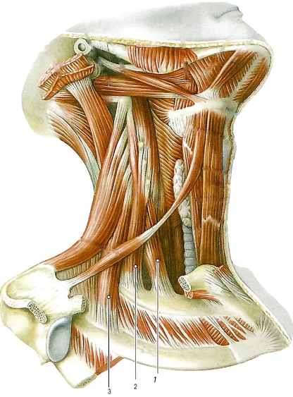Мышцы шеи