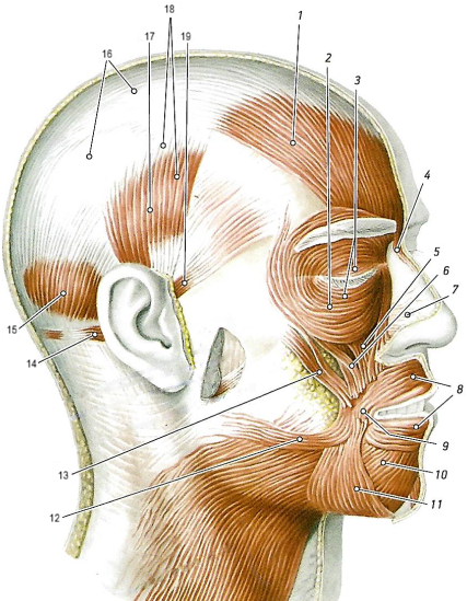 Мимические мышцы