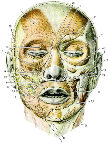 Мимические мышцы