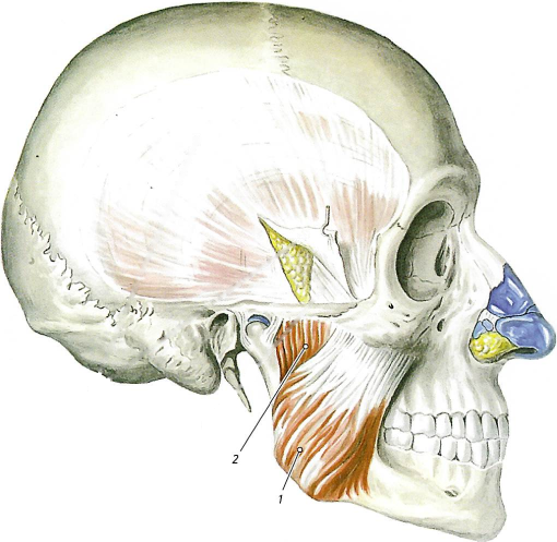 Жевательные мышцы