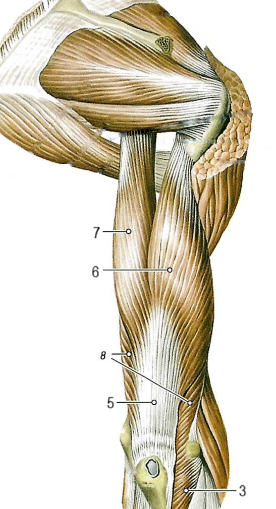 Мышцы плеча