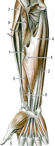 Мышцы предплечья
