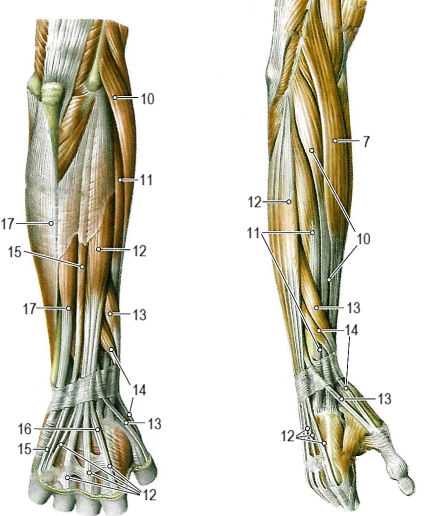 Мышцы предплечья