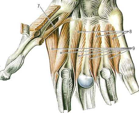 Мышцы кисти