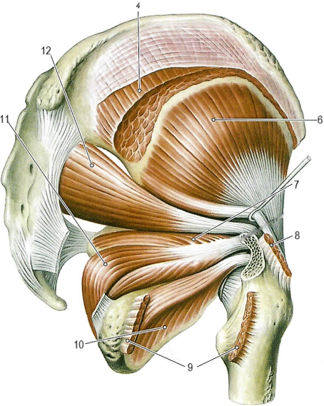 Мышцы нижней конечности
