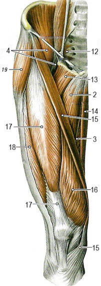 Мышцы нижней конечности