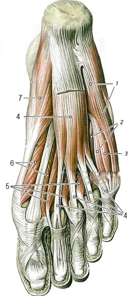 Мышцы стопы