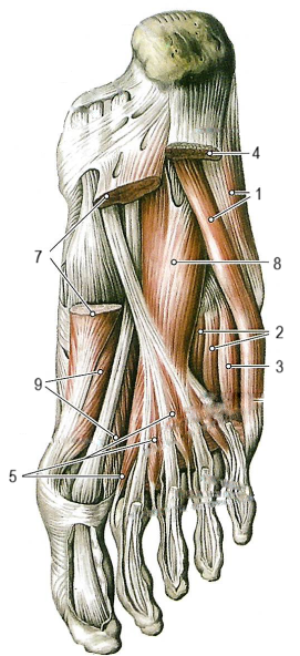 Мышцы стопы