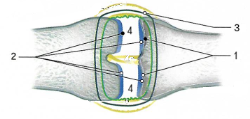 Строение сустава