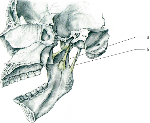 Височно-нижнечелюстной сустав