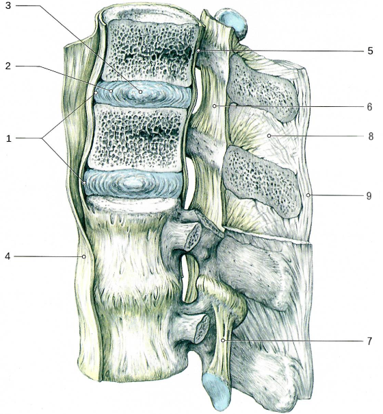 Соединения позвоночного столба