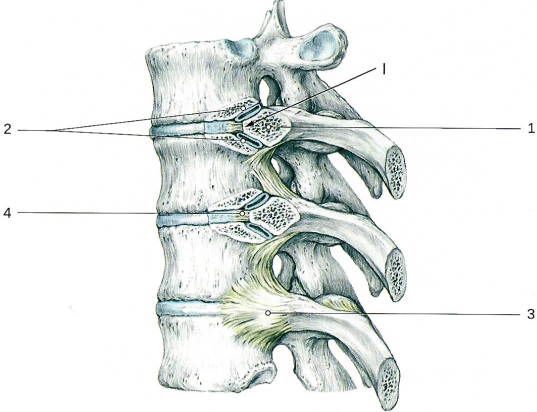 Соединения рёбер с позвоночным столбом