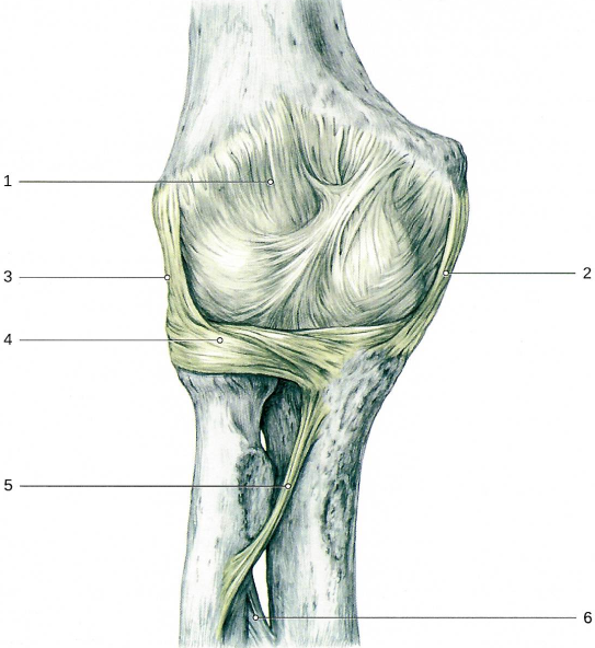Локтевой сустав