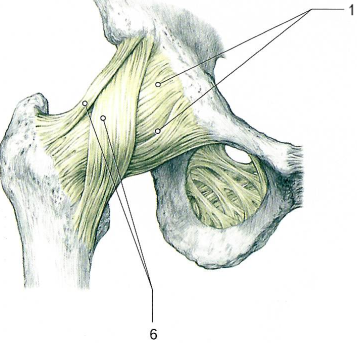 Тазобедренный сустав