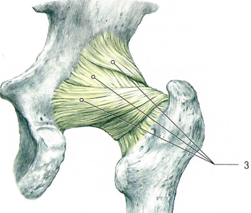 Тазобедренный сустав
