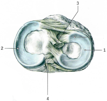 Коленный сустав