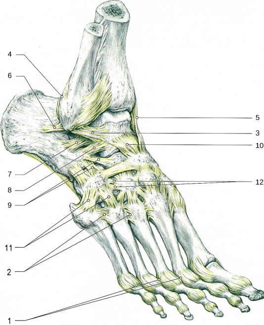 Голеностопный сустав, суставы стопы