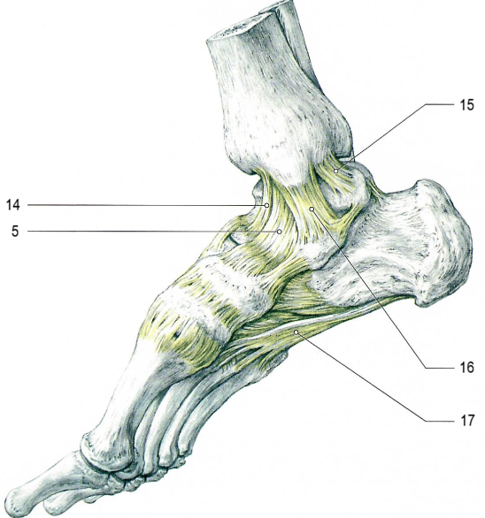 Голеностопный сустав, суставы стопы